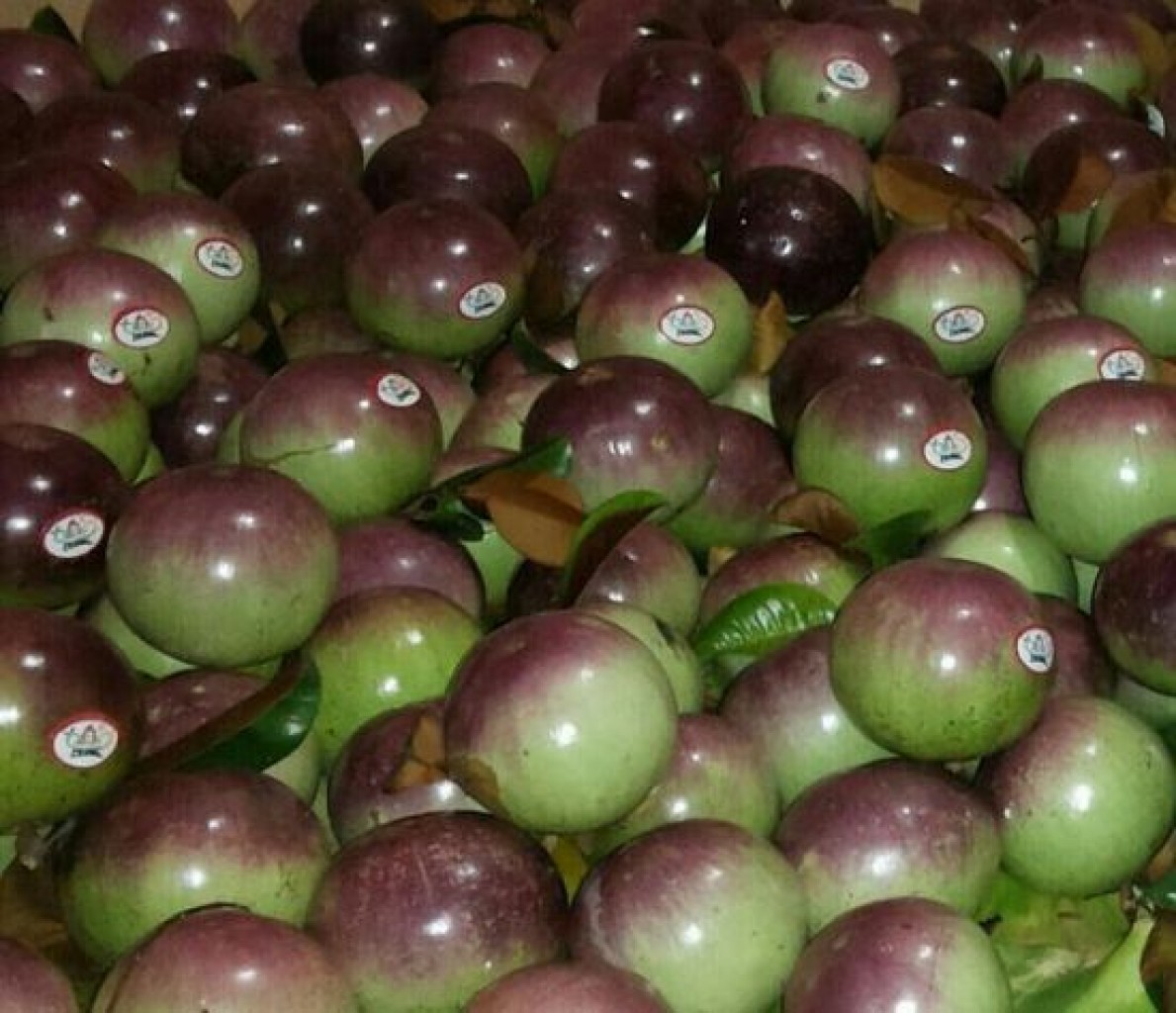 VÚ SỮA LÒ RÈN