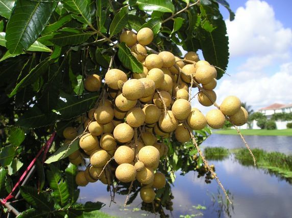 NHÃN XUỒNG CƠM VÀNG