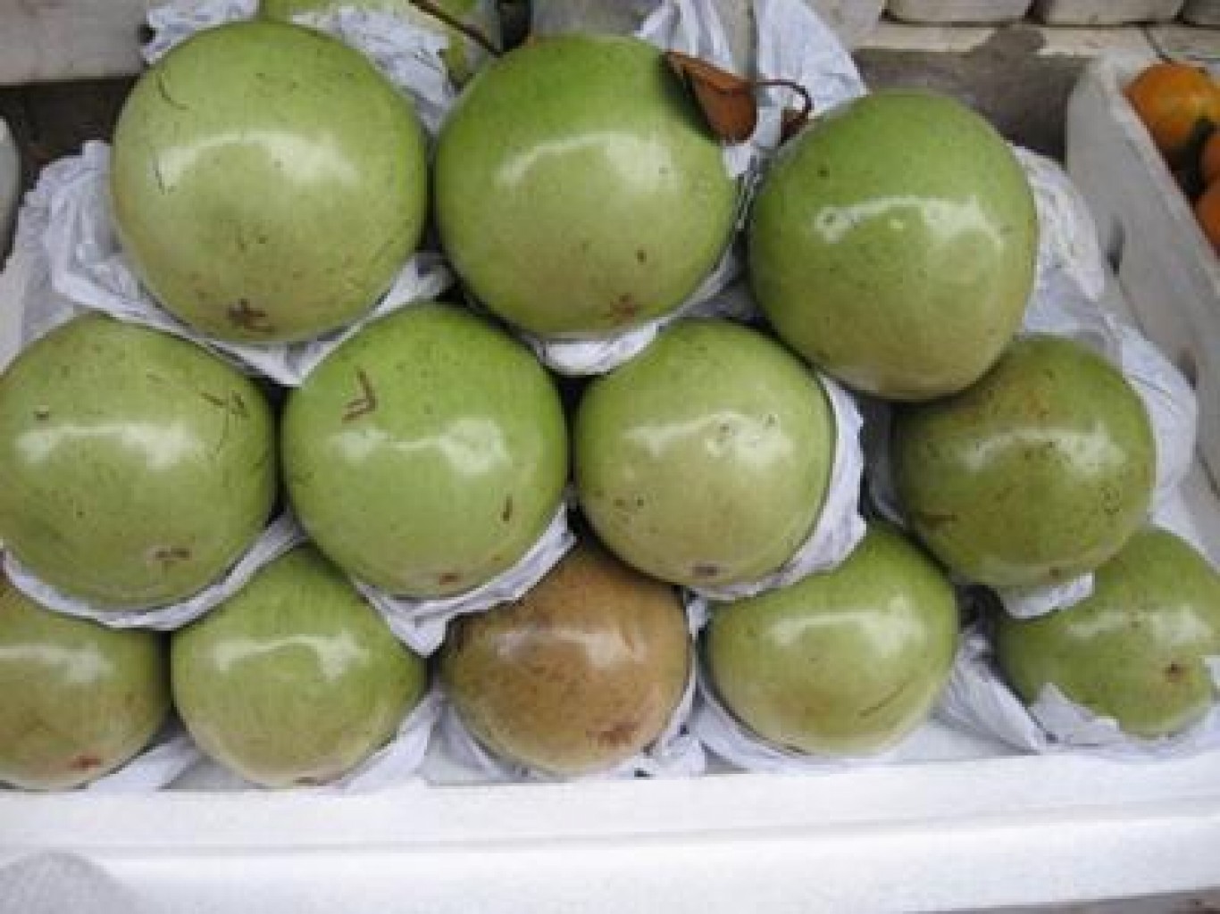 VÚ SỮA LÒ RÈN
