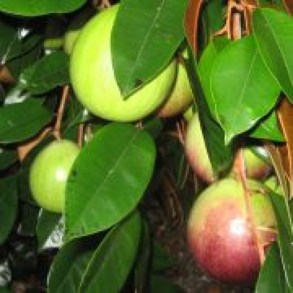 VÚ SỮA LÒ RÈN